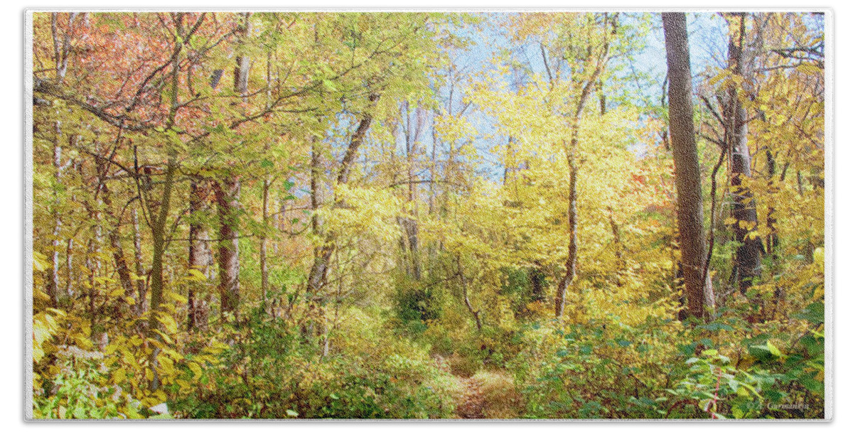 Path Beach Towel featuring the photograph Narrow Path Through A Forest in Autumn, Pennsylvania #1 by A Macarthur Gurmankin