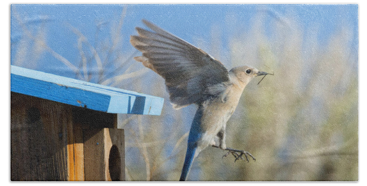 Western Bluebird Beach Towel featuring the photograph Leaving the House by Michael Dawson