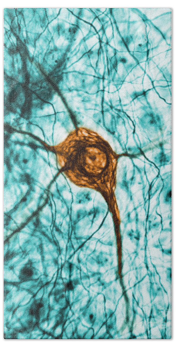 Cell Beach Towel featuring the photograph Neuron, Tem by Science Source