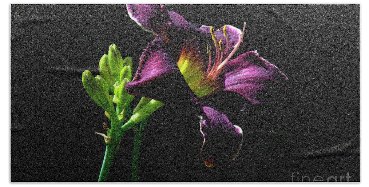 Lily Beach Towel featuring the photograph Nobility #2 by Doug Norkum
