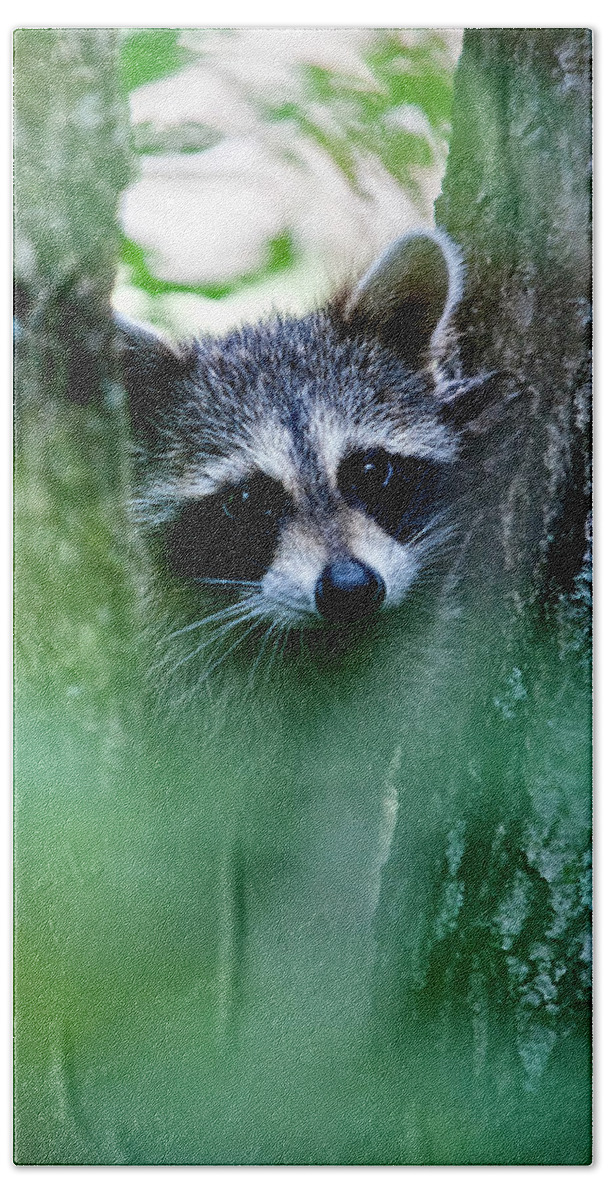 Racoon Beach Towel featuring the photograph On Watch #1 by Christopher Holmes