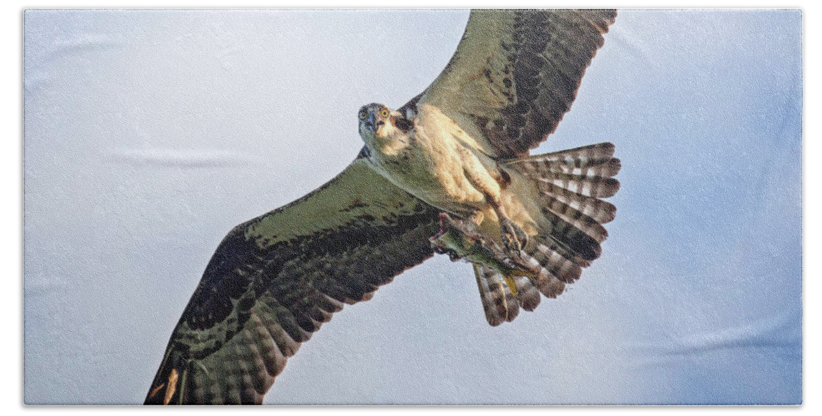 Osprey Beach Towel featuring the photograph Osprey with Catch #1 by Alan Raasch