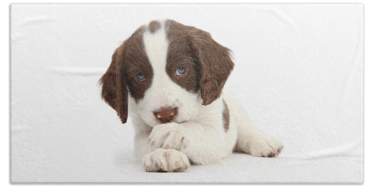 English Springer Spaniel Beach Towel featuring the photograph Paws Crossed Pup #2 by Warren Photographic