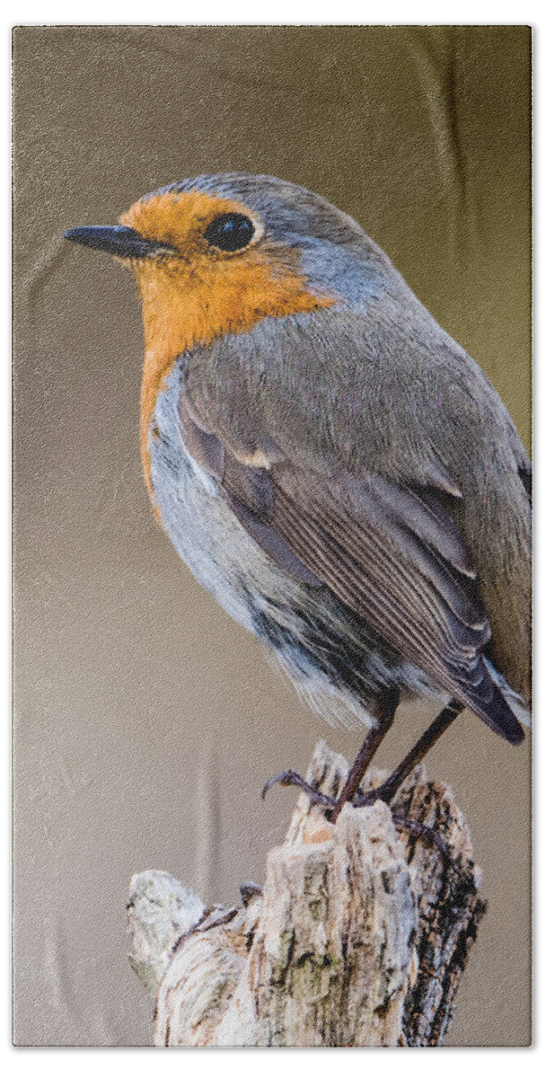 Perching Beach Towel featuring the photograph Perching Robin by Torbjorn Swenelius