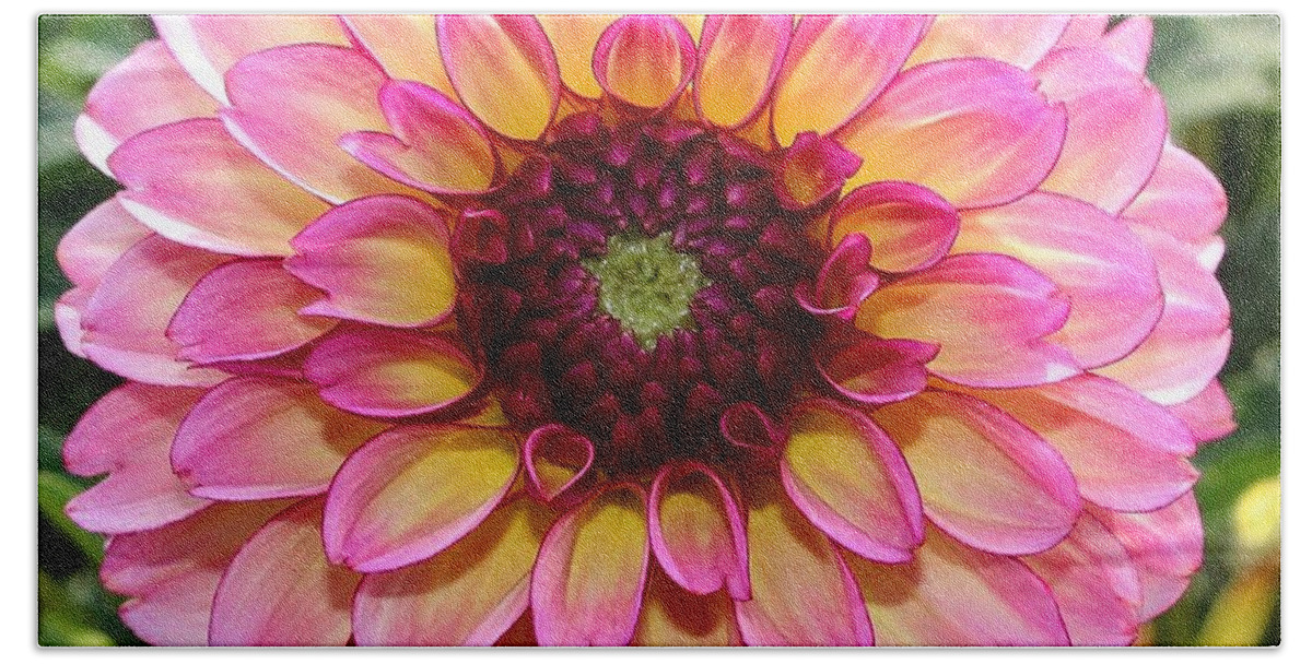 Pink Beach Sheet featuring the photograph Pink Dahlia #1 by Brian Eberly