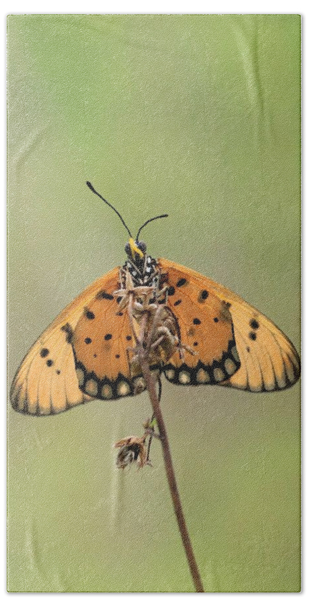 Butterfly Beach Towel featuring the photograph Plain Tiger Butterfly #1 by Djoko Widodo