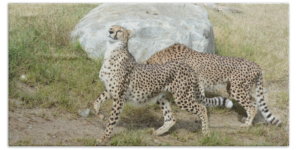 Cheetah Beach Sheet featuring the photograph Poise #1 by Fraida Gutovich