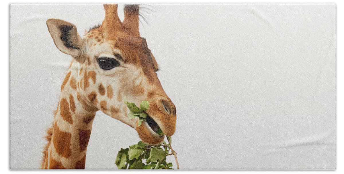Africa Beach Towel featuring the photograph Portrait of a Rothschild Giraffe #2 by Nick Biemans