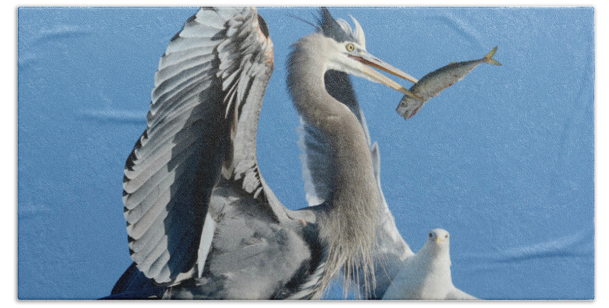 Great Blue Heron Beach Sheet featuring the photograph Possession #1 by Fraida Gutovich