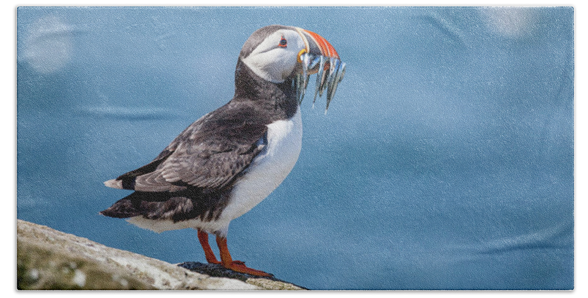 Atlantic Puffin Beach Towel featuring the photograph Puffin With Fish For Tea #1 by Anita Nicholson