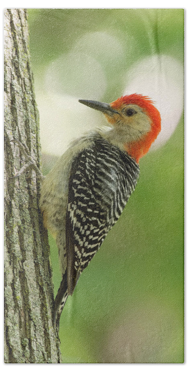 Bird Beach Towel featuring the photograph Red-Bellied Woodpecker #1 by Jim Zablotny
