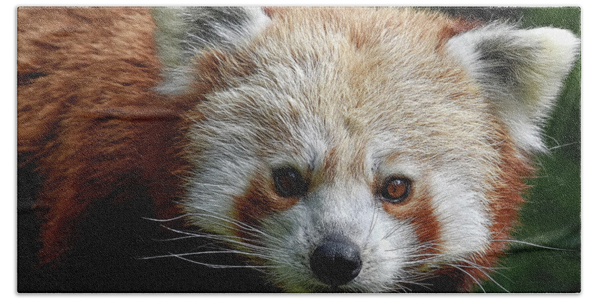 Red Beach Towel featuring the photograph Red Panda #1 by Kuni Photography