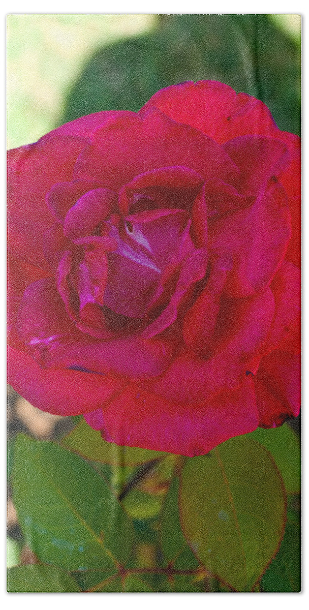  Beach Towel featuring the photograph Red Rose #3 by James Gay
