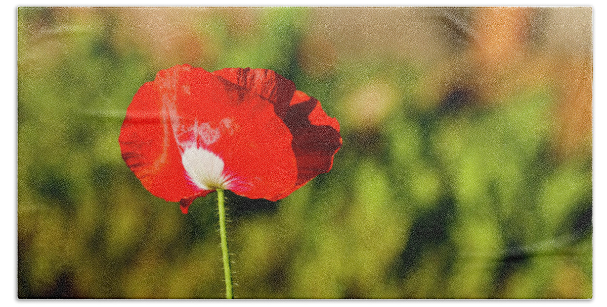 Austin Beach Towel featuring the photograph Red Wildflower #1 by Raul Rodriguez