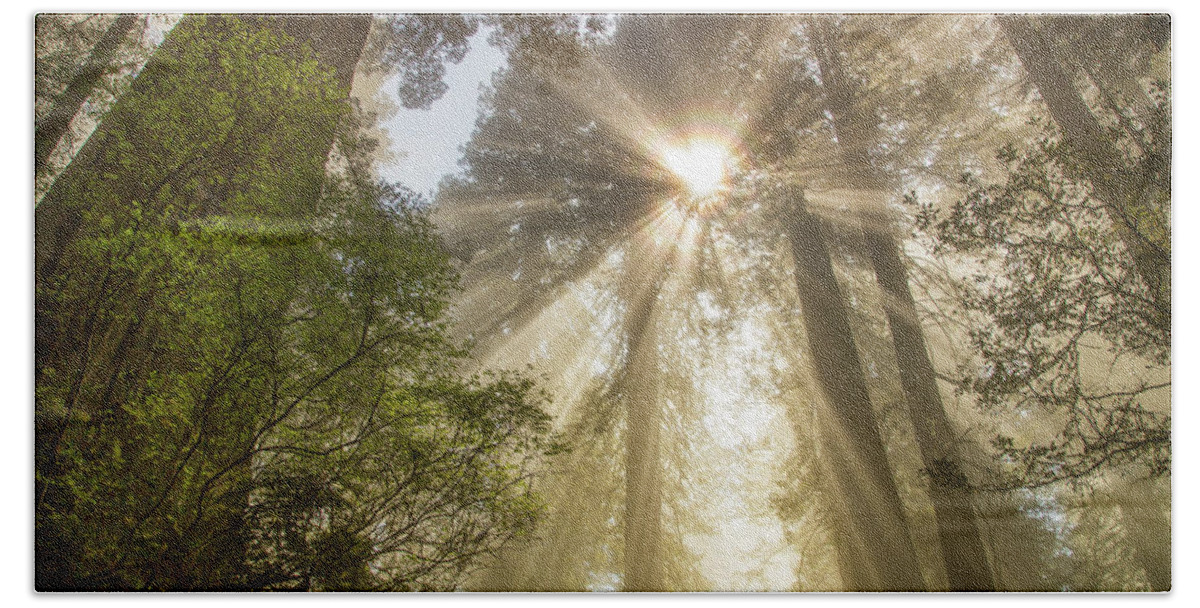 Redwoods Sunburst Beach Sheet featuring the photograph Redwoods sunburst #1 by Kunal Mehra