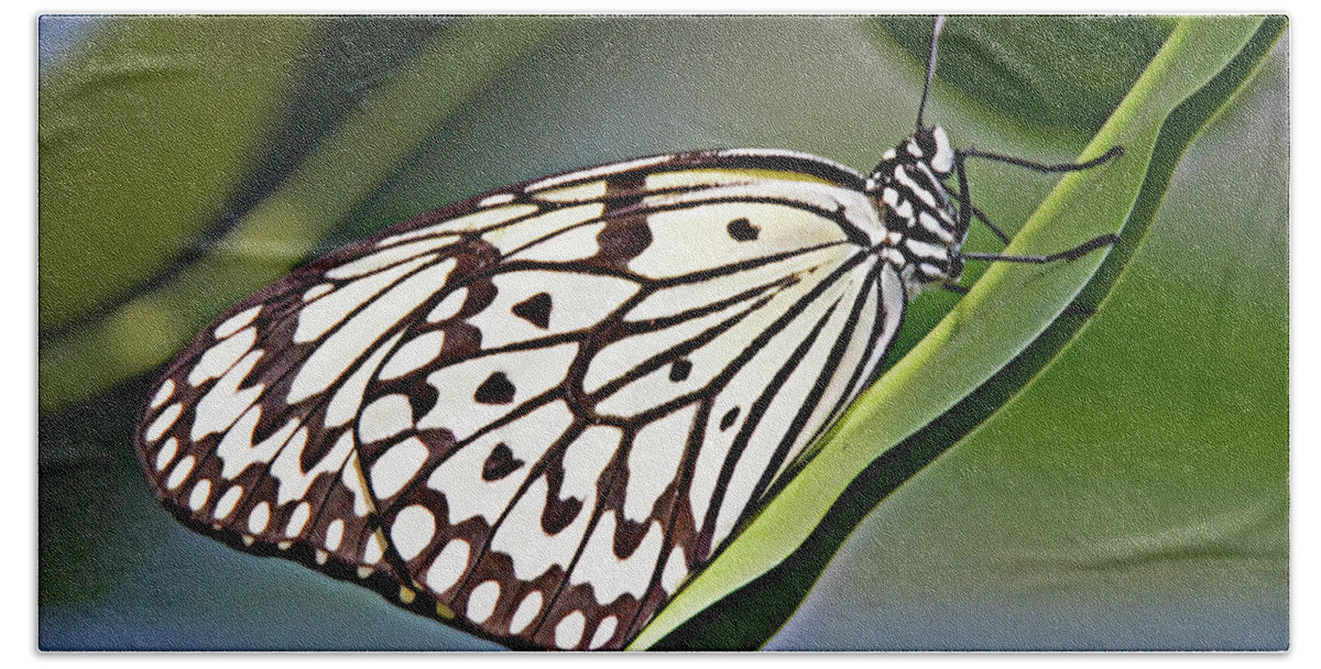 Butterfly Beach Towel featuring the photograph Rice Paper Butterfly 8 by Walter Herrit