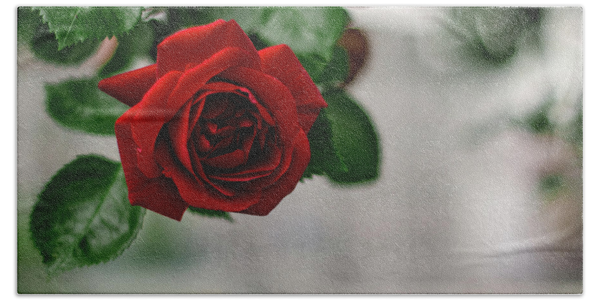 Winterpacht Beach Towel featuring the photograph Roses in the City Park #1 by Miguel Winterpacht