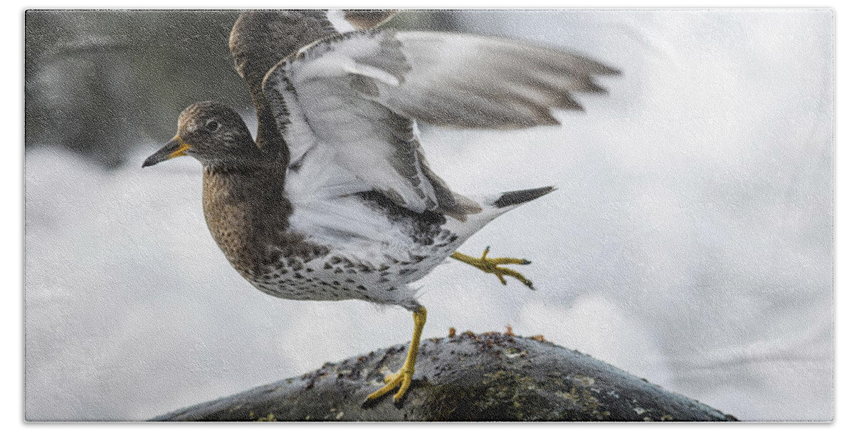 Birds Beach Towel featuring the photograph Shake a Leg #1 by Robert Potts