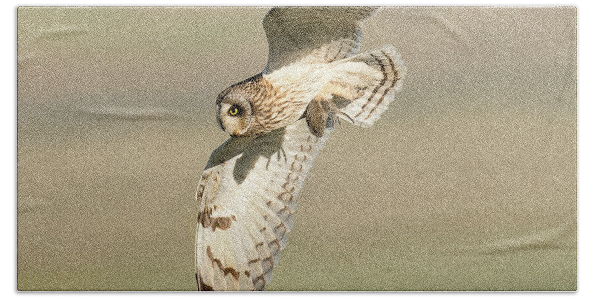 Bird Beach Towel featuring the photograph Short Eared Owl with Prey #1 by Dennis Hammer