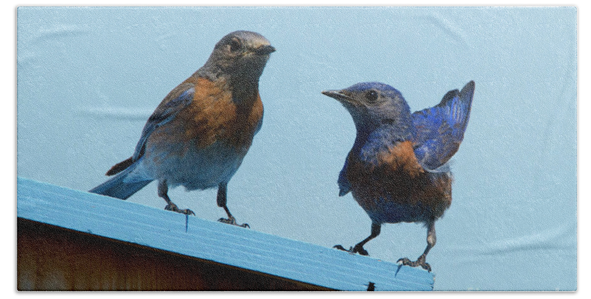 Western Bluebirds Beach Sheet featuring the photograph Showing Off #1 by Michael Dawson