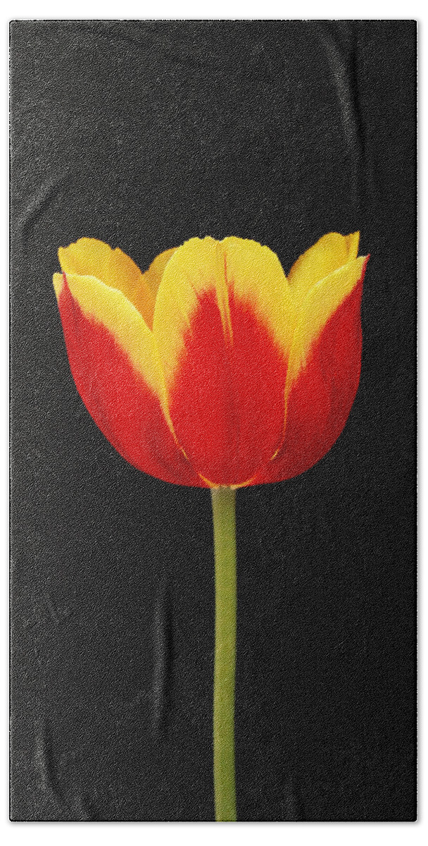 Red And Yellow Tulip Beach Towel featuring the photograph Single Red and Yellow Tulip on Black by Allen Beatty