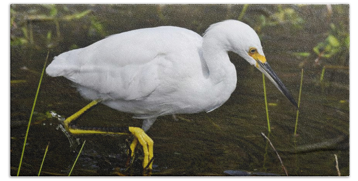 Egret Beach Towel featuring the photograph Snowy Egret #1 by David Campione