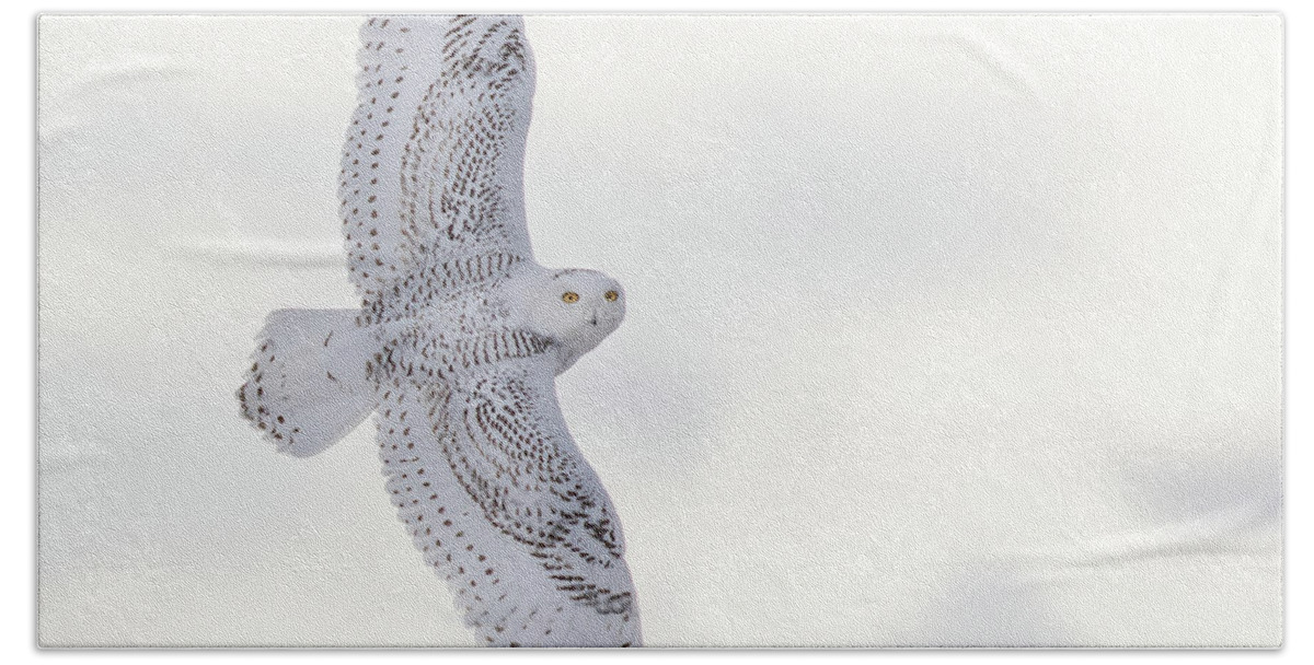 Owl Beach Sheet featuring the photograph Snowy flyby #1 by Don Anderson