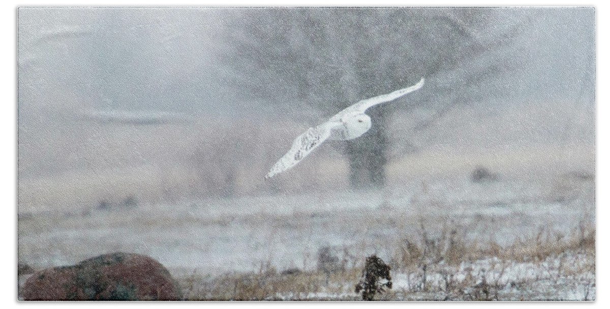 Rural Beach Sheet featuring the photograph Snowy Owl in Flight #1 by Gary Hall