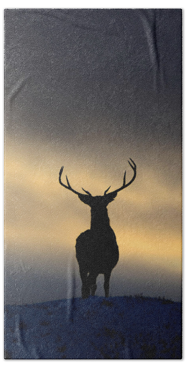 Stag Silhouette Beach Towel featuring the photograph Stag Silhouette #1 by Gavin MacRae