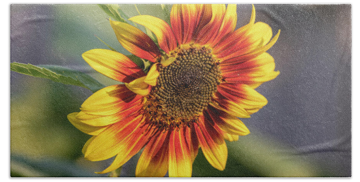 Sunflower Beach Towel featuring the photograph Sunflower 2018-1 by Thomas Young