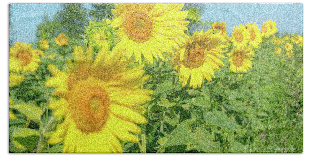Cheryl Baxter Photography Beach Towel featuring the photograph Sunny Sunflowers #1 by Cheryl Baxter