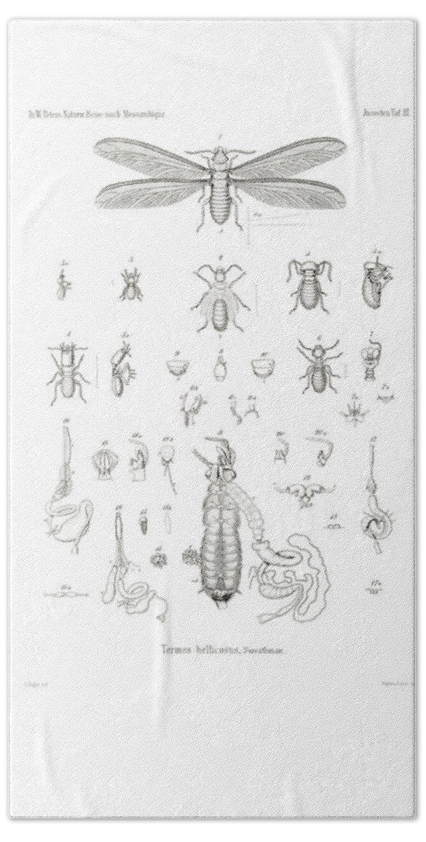 Termites Beach Sheet featuring the drawing Termites, Macrotermes bellicosus #1 by H Hagen