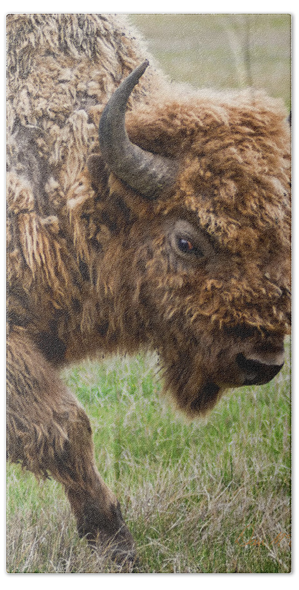 Bison Beach Sheet featuring the photograph The Beast #1 by Dan McGeorge
