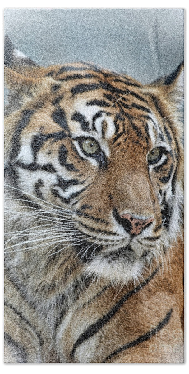 Portrait Of A Tiger Fade To Black Beach Towel featuring the photograph The Gaze of a Tiger #2 by Jim Fitzpatrick
