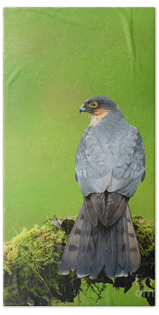 Sparrowhawk Beach Towel featuring the photograph The Hunter #1 by Paul Scoullar