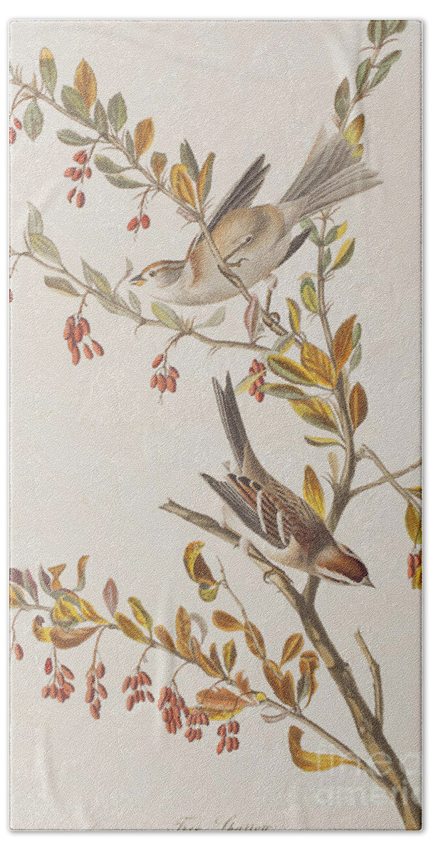 Sparrow Beach Towel featuring the painting Tree Sparrow by John James Audubon by John James Audubon