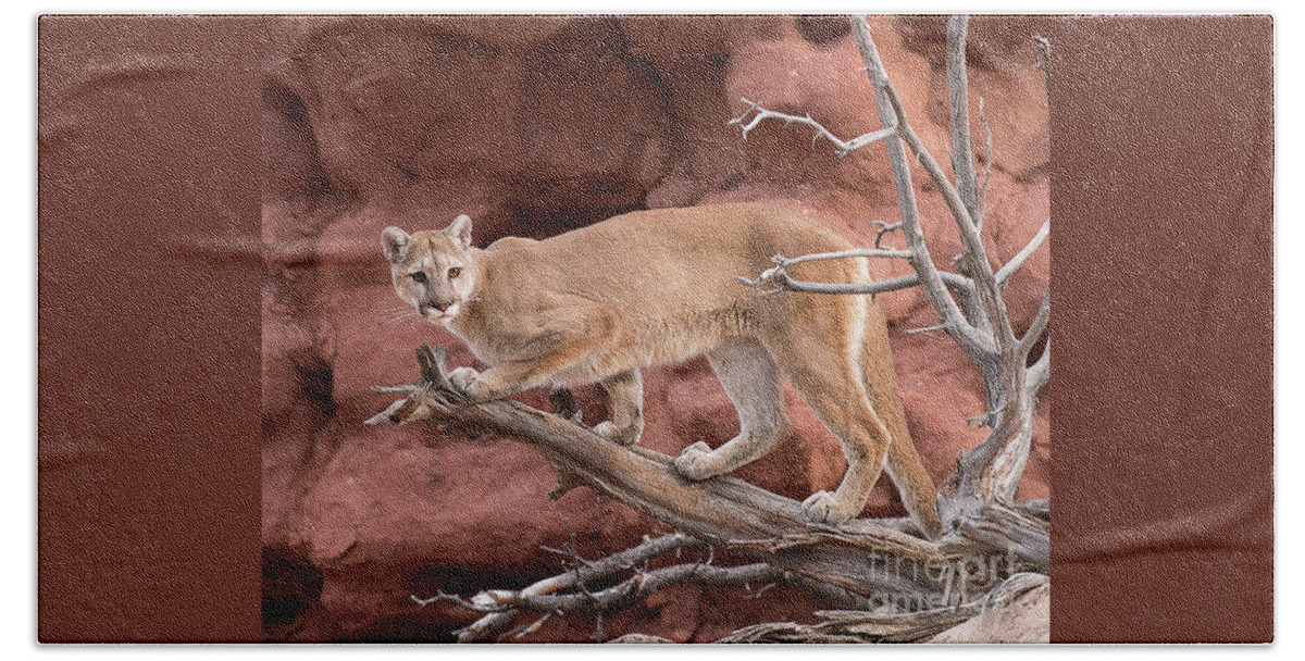 Mammal Beach Towel featuring the photograph Treed Cougar #1 by Dennis Hammer