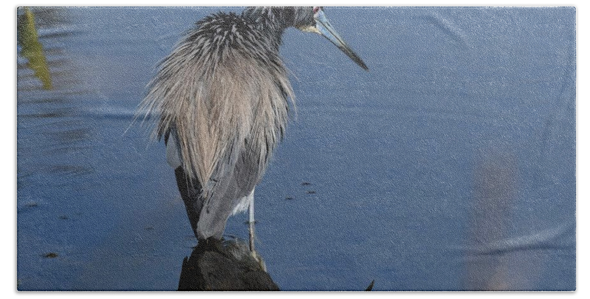 Tricolored Heron Beach Towel featuring the photograph Tricolored Heron #1 by David Campione