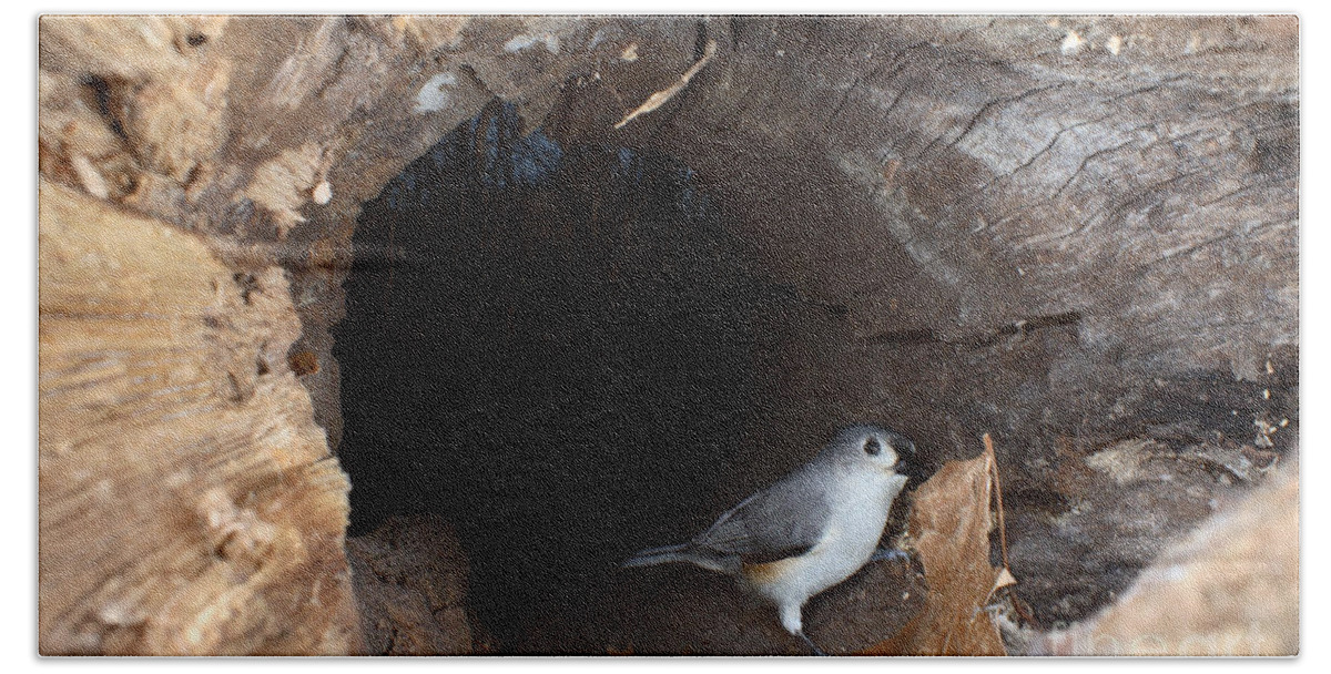 Tufted Titmouse Beach Sheet featuring the photograph Tufted Titmouse In A Log #1 by Ted Kinsman
