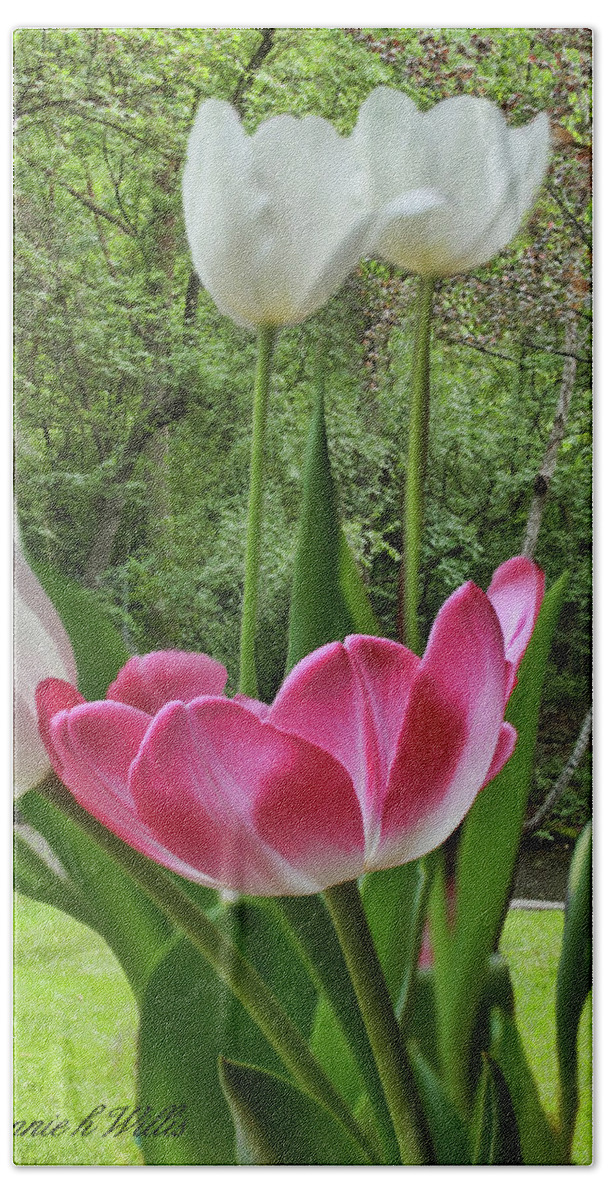Tulip Beach Towel featuring the photograph Tulips #1 by Bonnie Willis