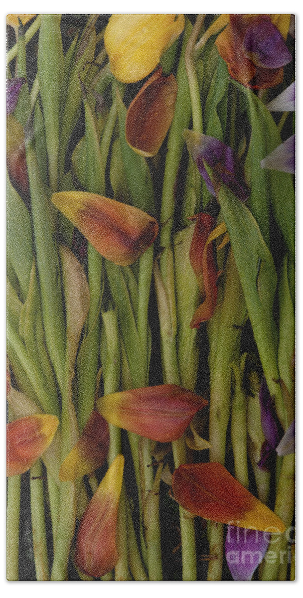 Tulips Beach Towel featuring the photograph Tulips Wilting #1 by Jim Corwin