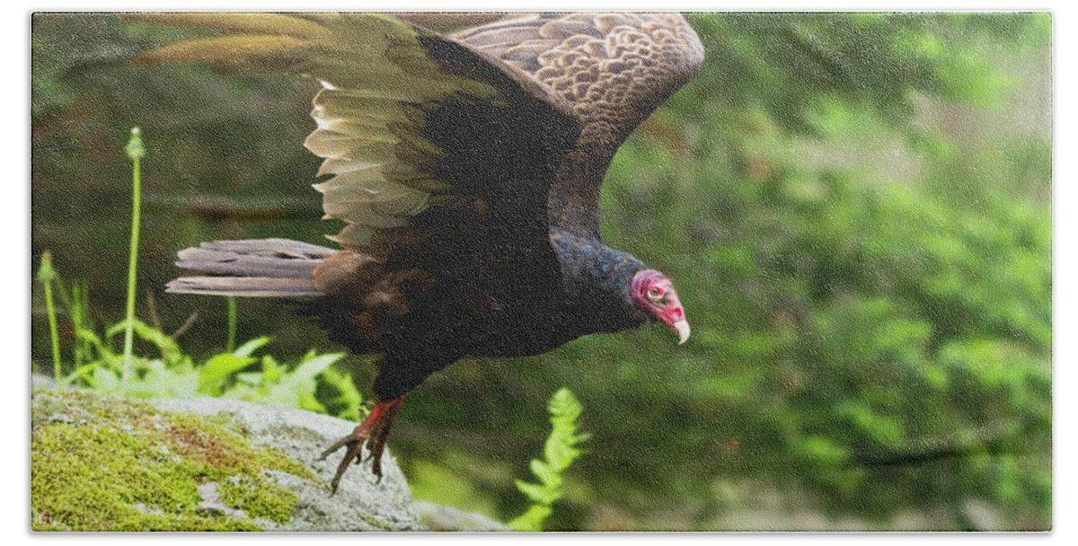 Raptor Beach Towel featuring the photograph Turkey Vulture #1 by Mircea Costina Photography