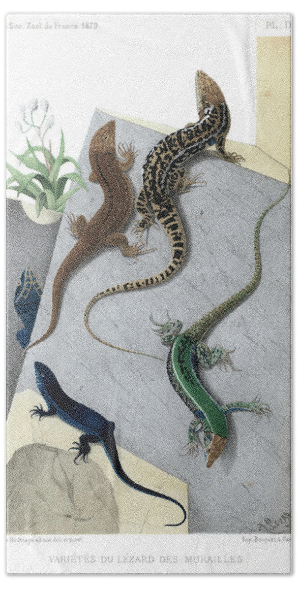 Podarcis Muralis Beach Towel featuring the drawing Varieties of wall Lizard #2 by Jacques von Bedriaga
