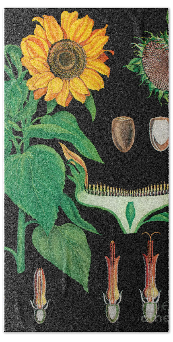 Vintage Botanical Beach Towel featuring the painting Vintage Botanical #1 by Mindy Sommers