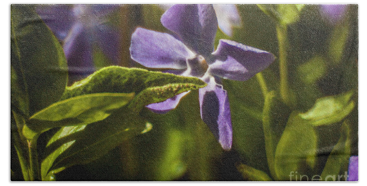 Black Pearl Chilli Flower Beach Towel featuring the photograph Violet Flower #1 by Doc Braham