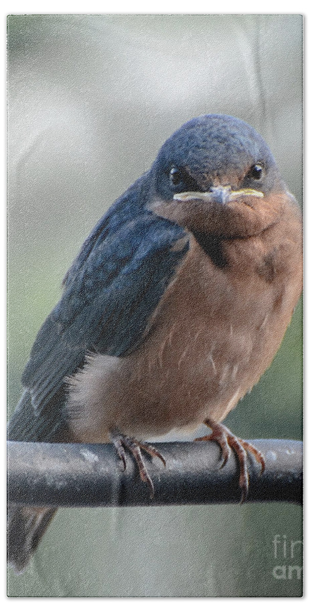 Barn Swallow Beach Towel featuring the photograph What a Face by Amy Porter
