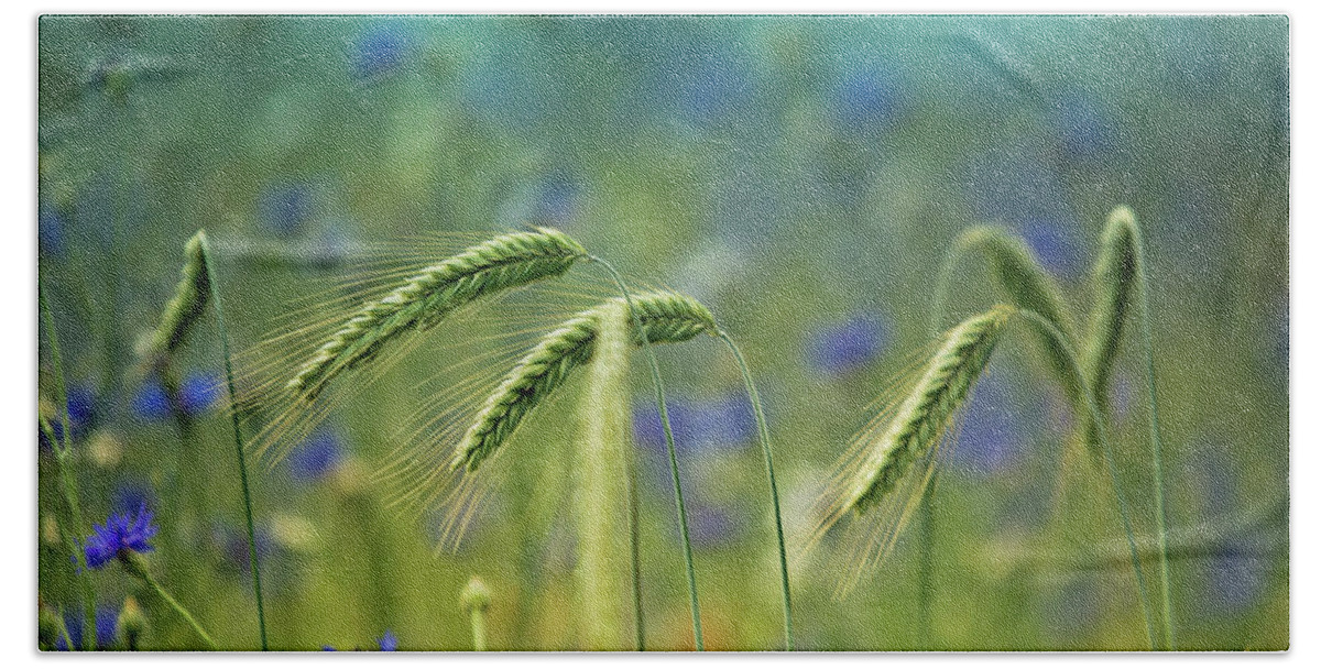 Wheat Beach Towel featuring the photograph Wheat And Corn Flowers by Nailia Schwarz