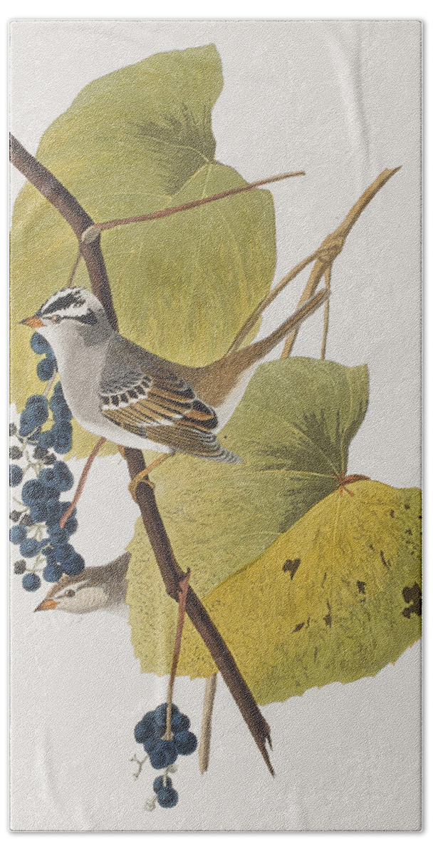 Audubon Beach Towel featuring the painting White-crowned Sparrow by John James Audubon