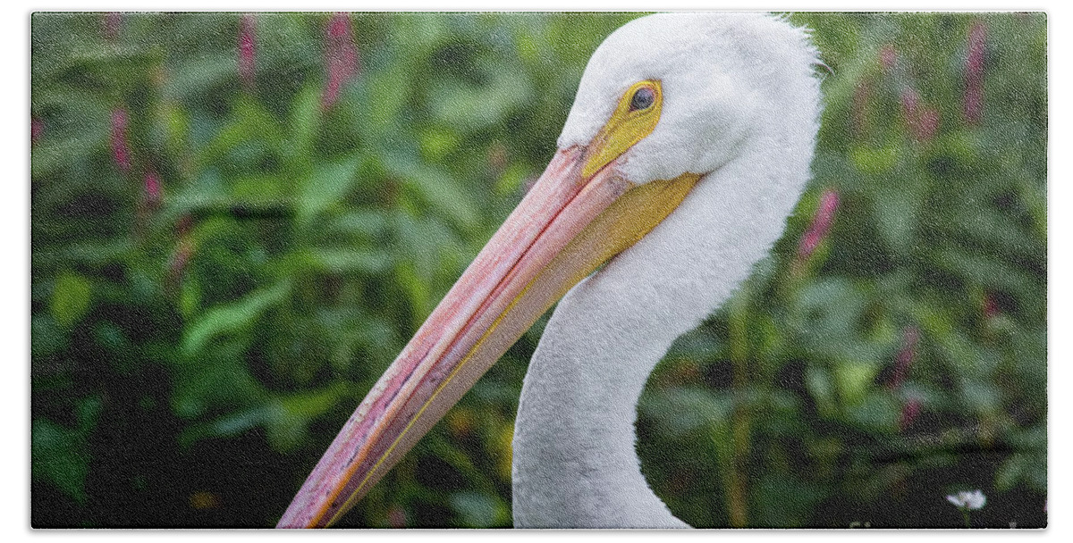 Animal Beach Towel featuring the photograph White Pelican #1 by Robert Frederick