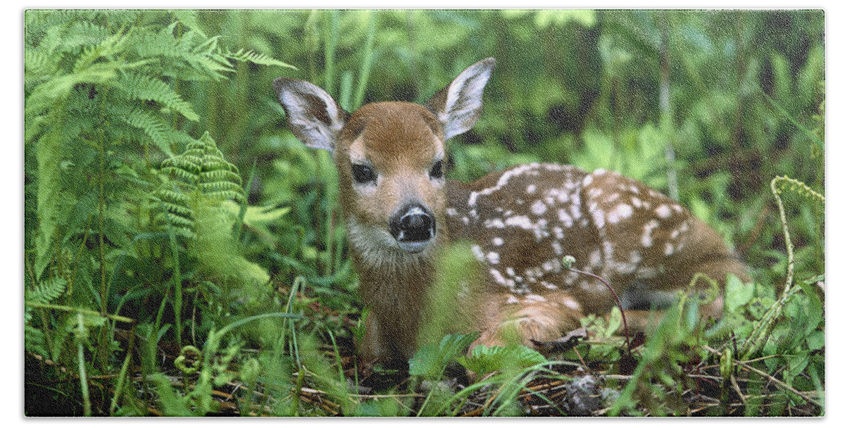 Mp Beach Towel featuring the photograph White-tailed Deer Odocoileus #1 by Konrad Wothe